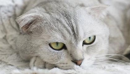 信用卡逾期不还多久会被起诉？